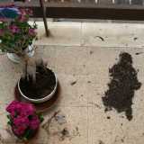Mentre sul balcone sono disposte numerose piante. �Ognuno dei bimbi ne ha portata una � dice l�insegnante � e ogni mattina se ne devono prendere cura�